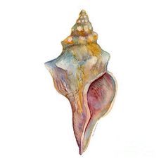236x236 454 Best Art - Watercolor Shells