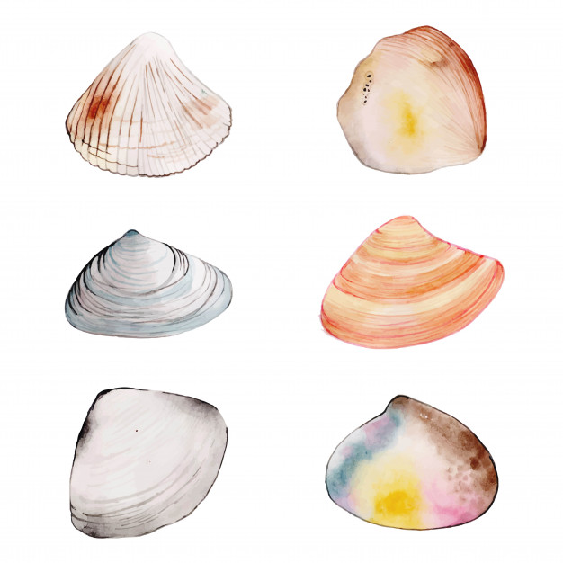 626x626 Watercolor Shells Collection Vector Free Download - Watercolor Shells