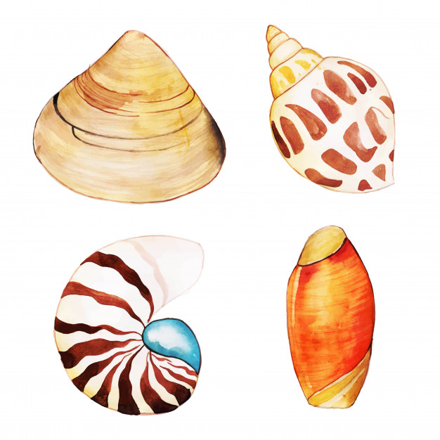 626x626 Watercolor Shells Collection Vector Premium Download - Watercolor Shells