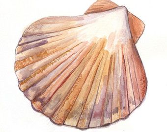 340x270 Shell Watercolor Things To Draw In 2018 Shell - Watercolor Shells