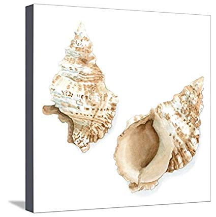 425x426 Artedge Watercolor Shells Vii By Megan Meagher, Canvas - Watercolor Shells