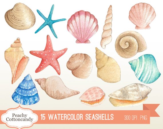 570x453 Buy 2 Get 1 Free Watercolor Seashells Clip Art Seashell Etsy - Watercolor Shells