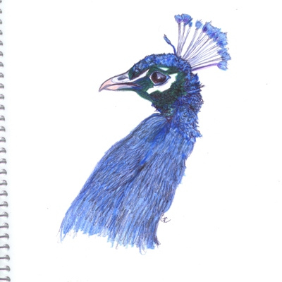 400x400 Peacock Ink Watercolor Pencil Drawing 021108 I Saw - Watercolor Sketch Pencil