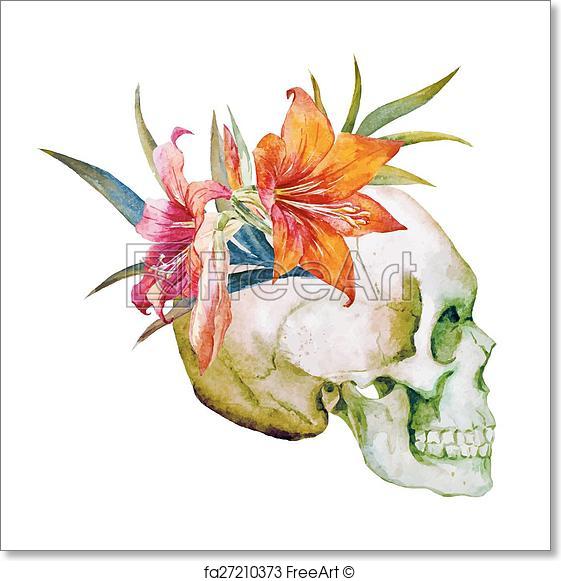 561x581 Free Art Print Of Watercolor Skull With Flowers. Beautiful Vector - Watercolor Skull