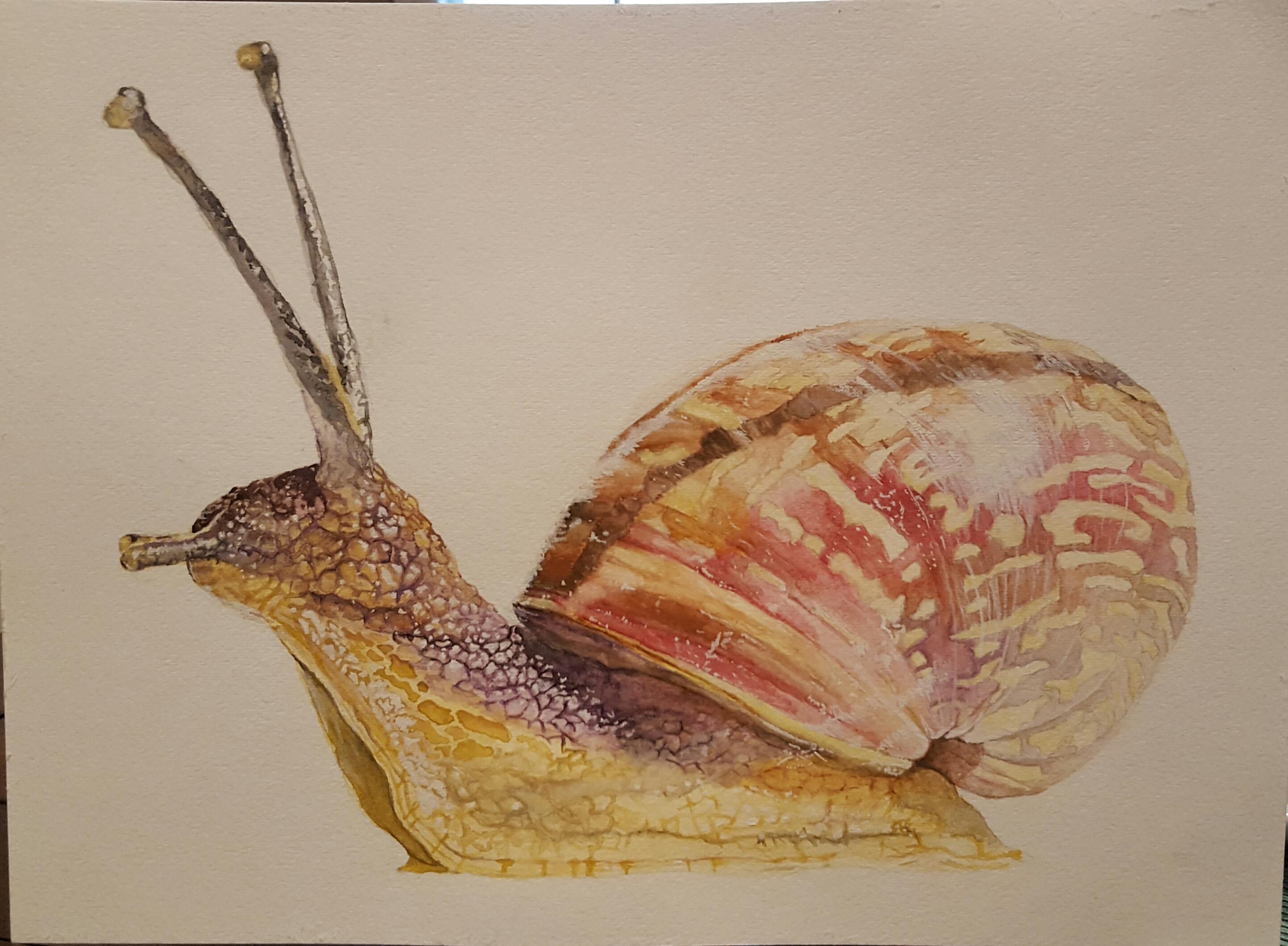 2884x2117 Garden Snail Watercolor 11x15' Watercolor - Watercolor Snail