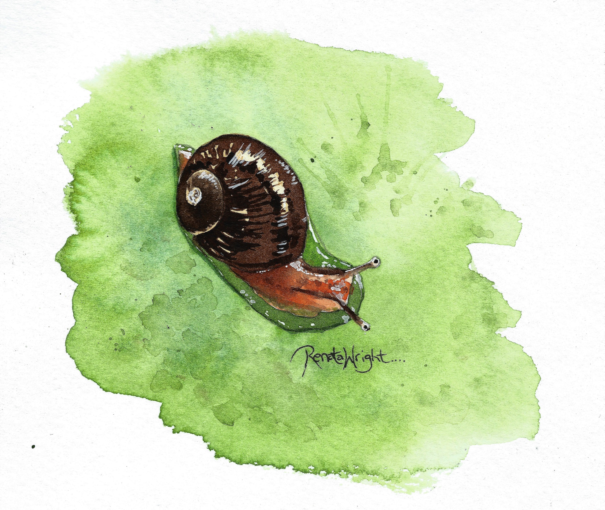 2120x1785 Geraldine - Watercolor Snail