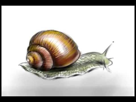 480x360 A Snail. Speed Painting - Watercolor Snail