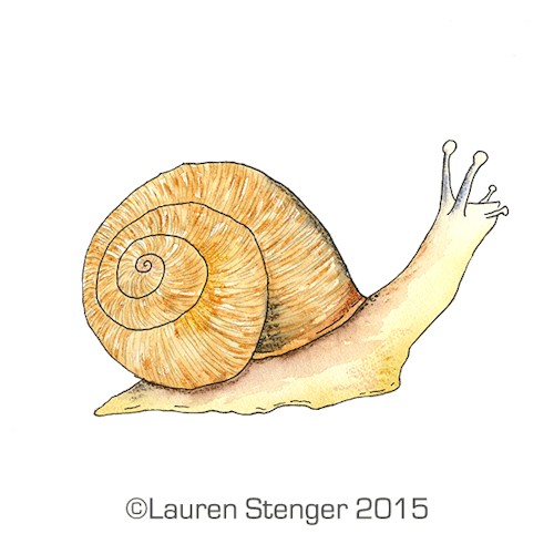 500x500 Snails Are Eating My Plants So I Made A Little Watercolor An - Watercolor Snail