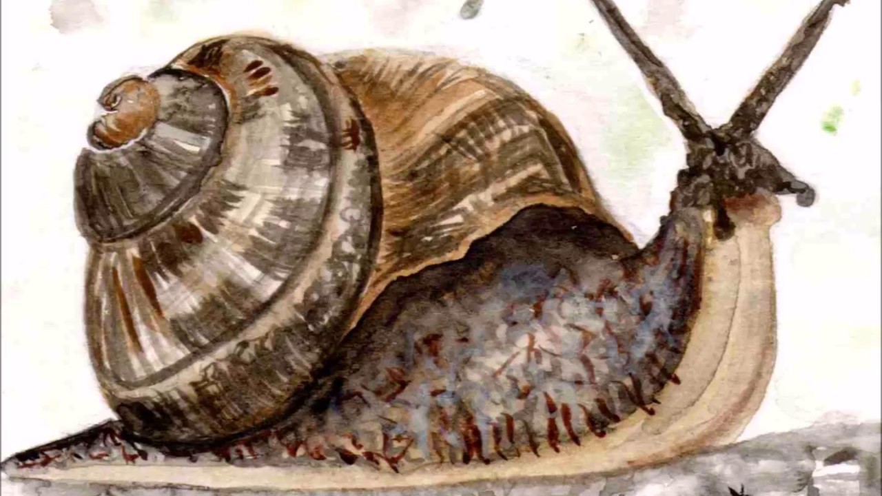 1280x720 Watercolor Atc - Watercolor Snail
