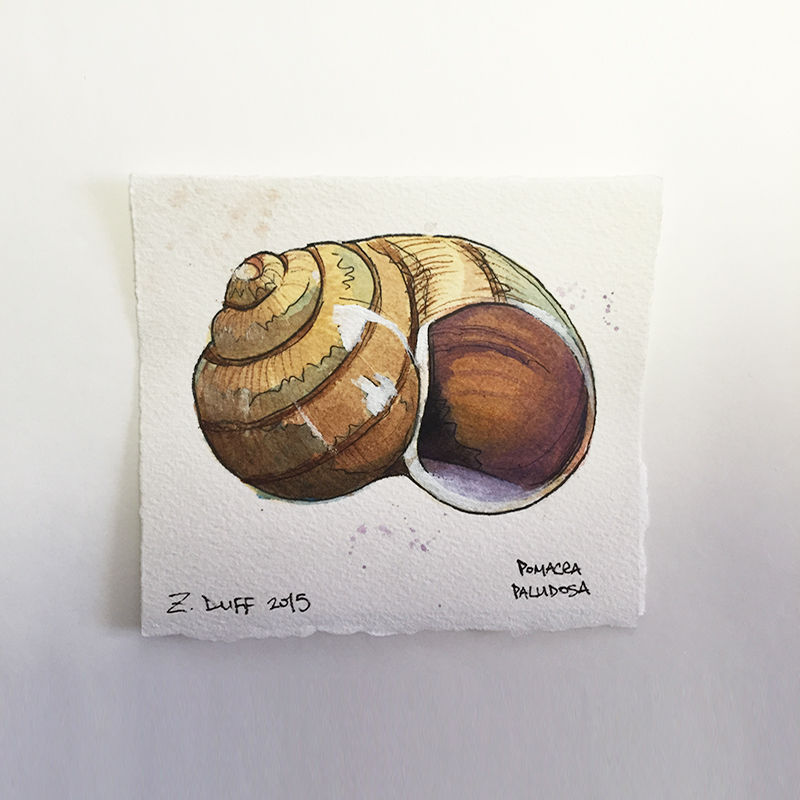 800x800 Watercolor Snail Shell By Zak Duff - Watercolor Snail