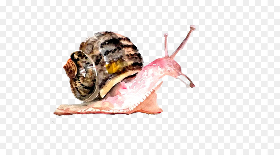 900x500 Watercolor Painting Snail Drawing Art - Watercolor Snail