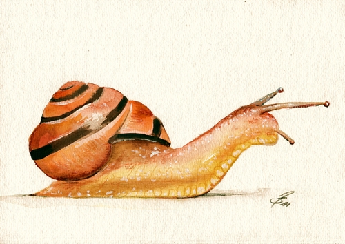 500x354 Snail In Watercolor By Drehli - Watercolor Snail