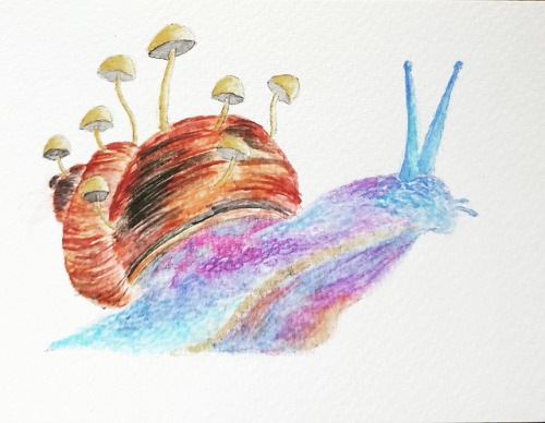 500x388 Snail Sketches Tumblr - Watercolor Snail