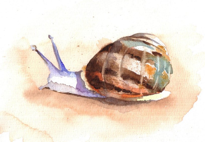 816x565 Down A Dusty Lane......by Cathy Holtom Carry - Watercolor Snail