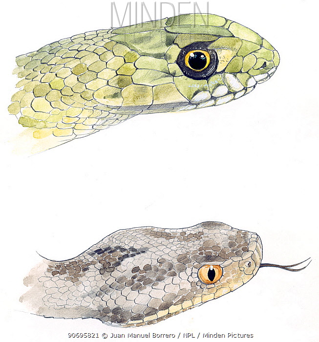 653x700 Minden Pictures Stock Photos - Watercolor Snake