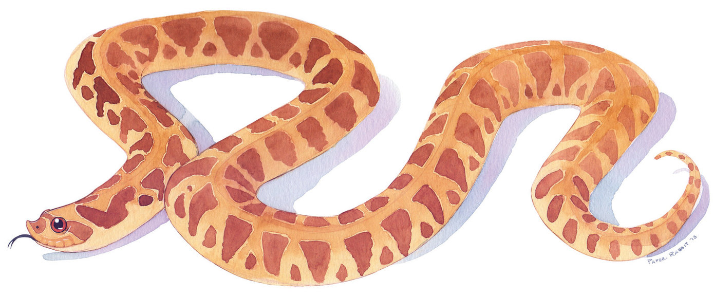 1388x576 Watercolor) Hognose Snake By Paper Rabbit - Watercolor Snake
