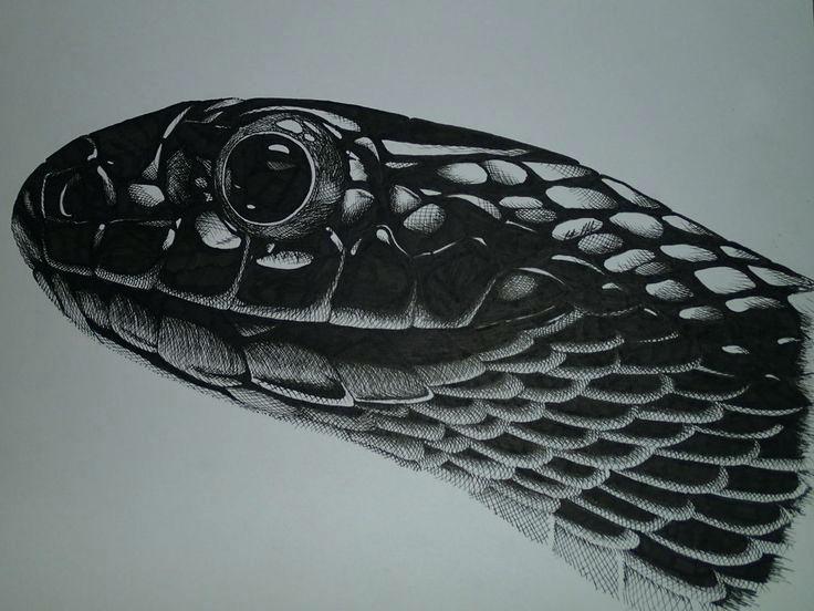 736x552 Watercolor Colored Pencils Crayola Best Snake Drawing Images On - Watercolor Snake