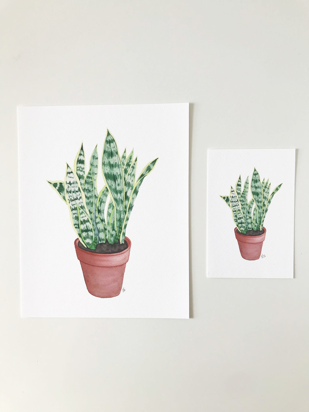 1000x1333 Watercolor Snake Plant In A Clay Pot Fine Art Print My Giant - Watercolor Snake