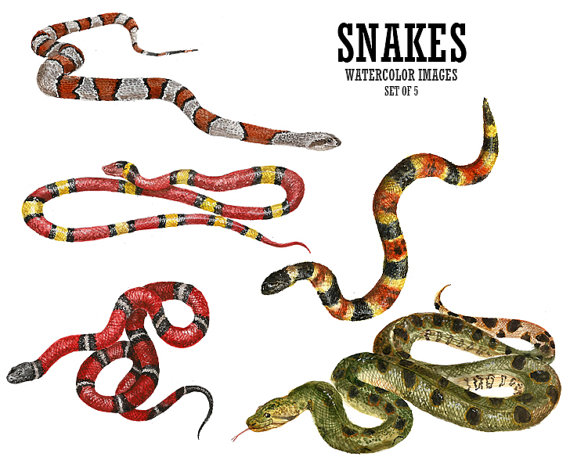 570x457 Stretchy Snake Clipart - Watercolor Snake