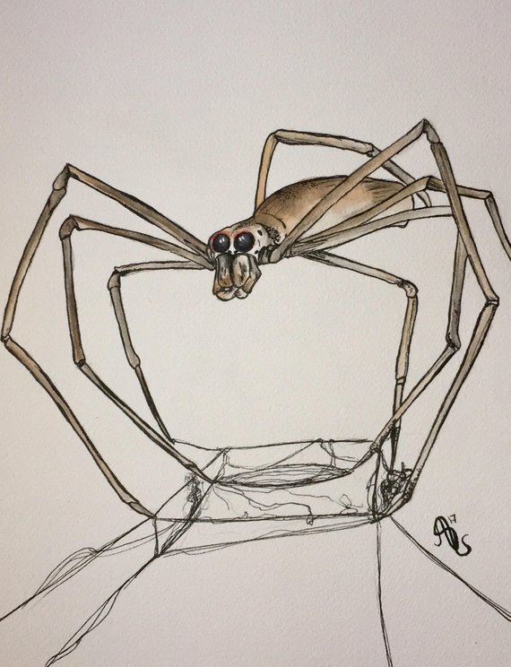 570x744 Ogre Faced Spider Watercolor Etsy - Watercolor Spider