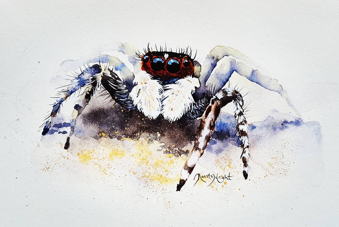 1080x725 Somersby - Watercolor Spider