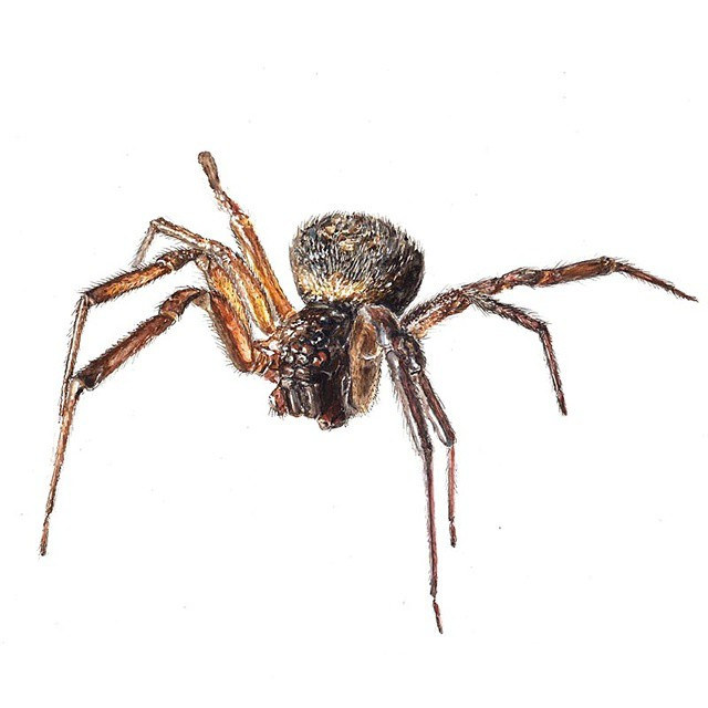 640x640 Steatoda Nobilis Watercolor Complete - Watercolor Spider
