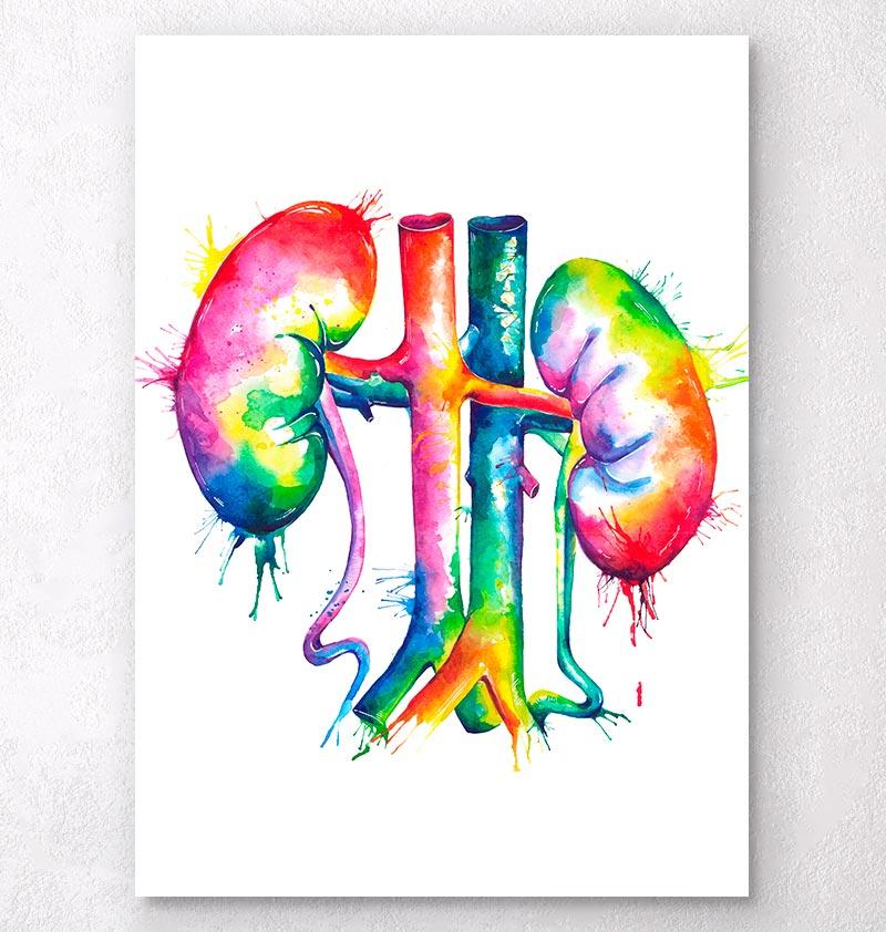 800x842 Watercolor Kidneys Anatomy Art Print - Watercolor Splash Art