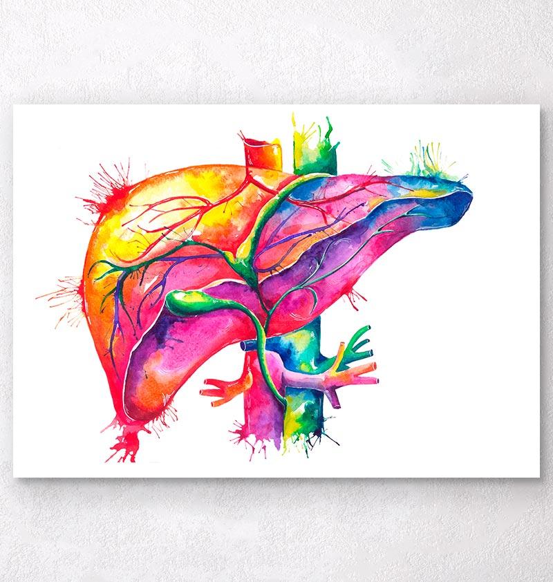 800x842 Watercolor Liver Anatomy Art Print - Watercolor Splash Art