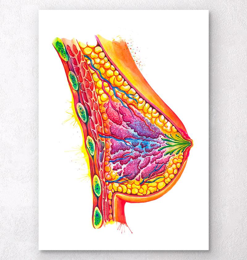 800x842 Breast Anatomy Art - Watercolor Splash Art