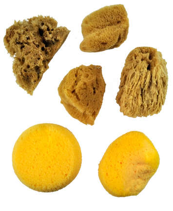 355x433 Royal Amp Langnickel - Watercolor Sponge