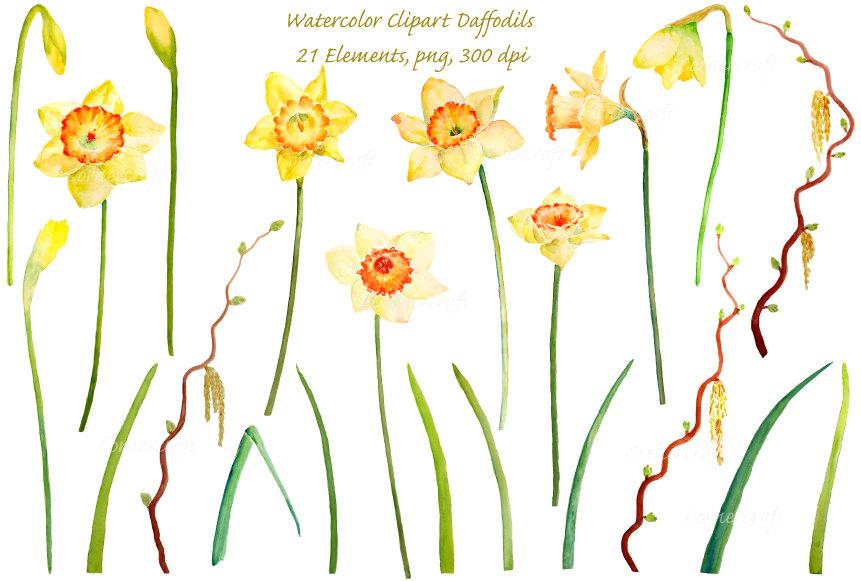 861x581 Watercolor Clipart Yellow Daffodils With Long Stems Instant - Watercolor Spring Flowers
