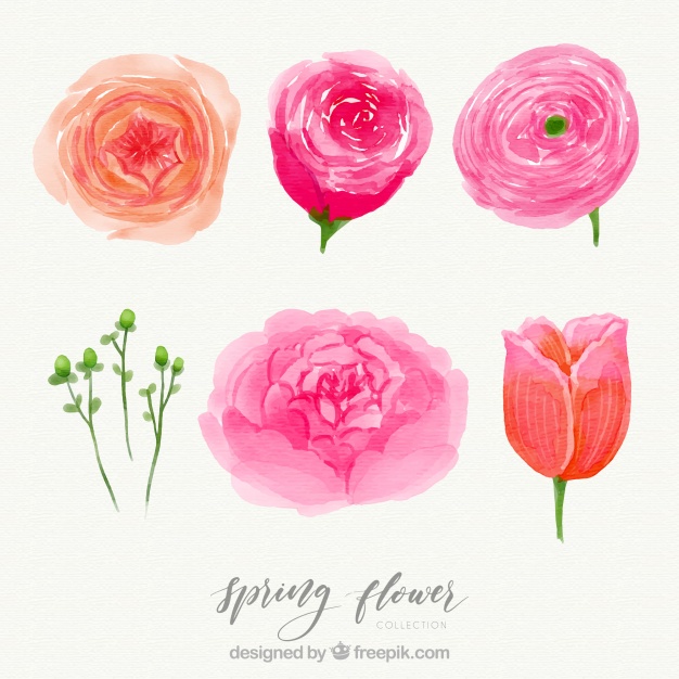626x626 Elegant Watercolor Spring Flower Set Stock Images - Watercolor Spring Flowers