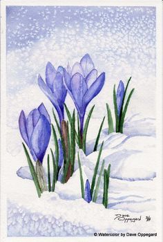 236x350 Spring Crocus Watercolor Art By Dave Oppegard Watercolour - Watercolor Spring Paintings