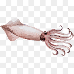 260x260 Squid Cartoon Png Images Vectors And Psd Files Free Download - Watercolor Squid