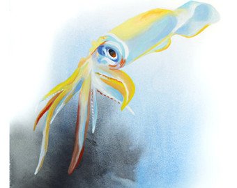 340x270 Squid Watercolor Etsy - Watercolor Squid