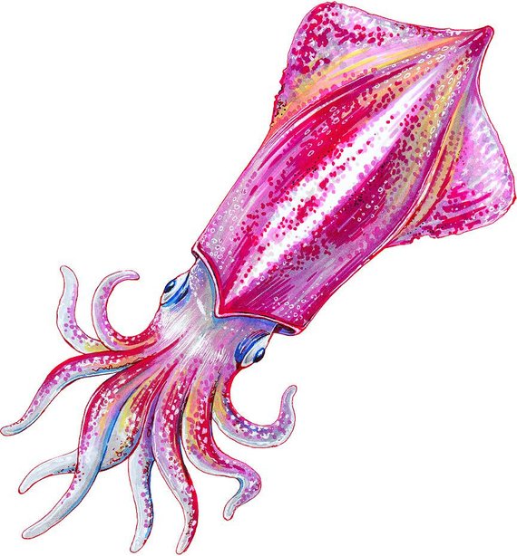 570x614 Watercolor Squid Wall Decal Octopus Wall Sticker Ocean Sea Etsy - Watercolor Squid