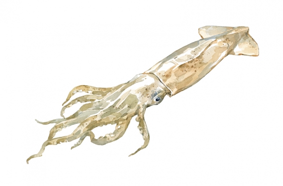 565x371 Squid Watercolor David Scheirer Watercolors - Watercolor Squid