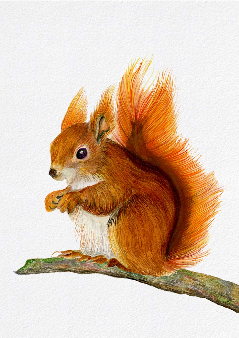940x1329 Red Squirrel Watercolour Artwork By Alison Langridge - Watercolor Squirrel