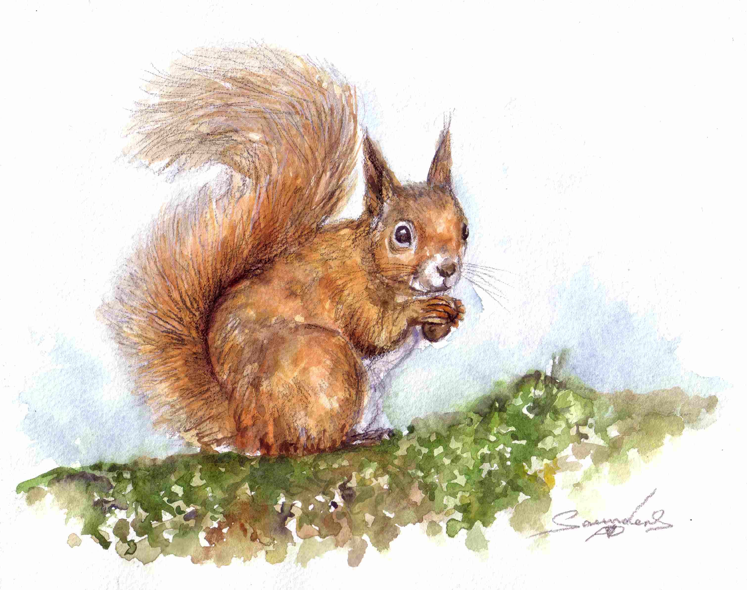 3020x2384 Speed Painting Squirrel Watercolour - Watercolor Squirrel