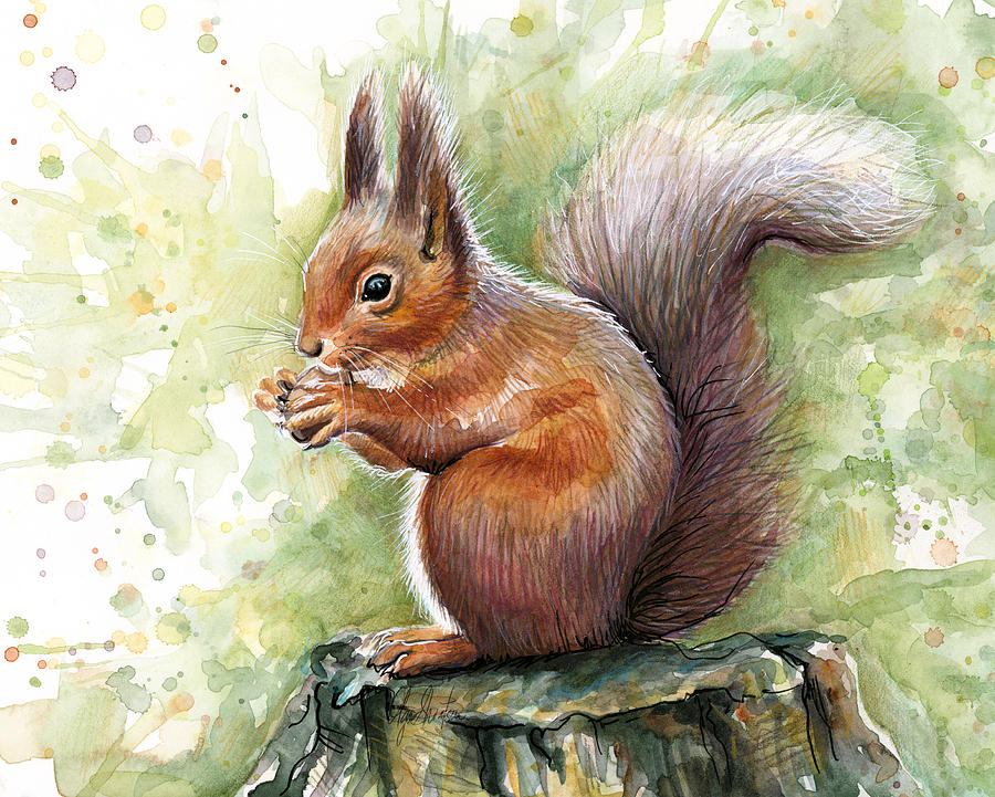 900x721 Squirrel Watercolor Art Painting By Olga Shvartsur - Watercolor Squirrel