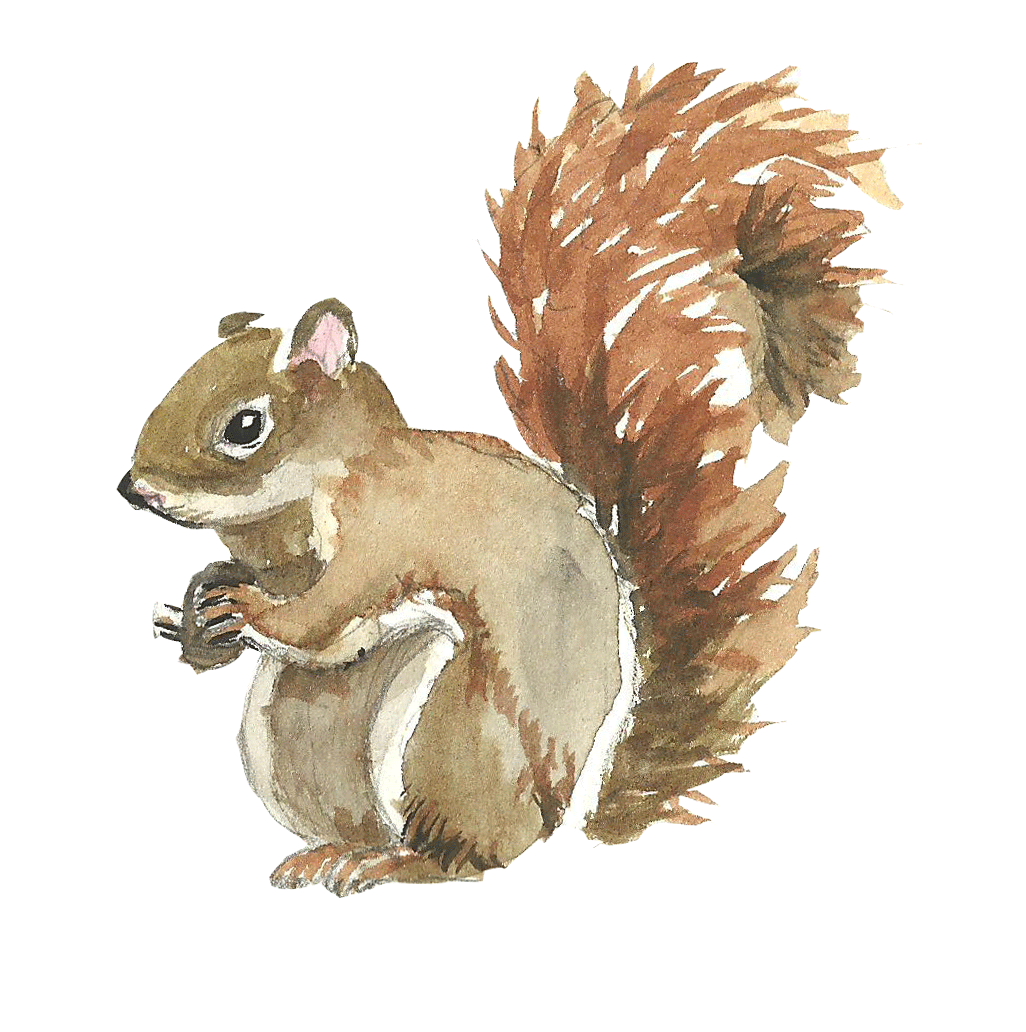 1026x1032 Squirrel Watercolor Painting - Watercolor Squirrel