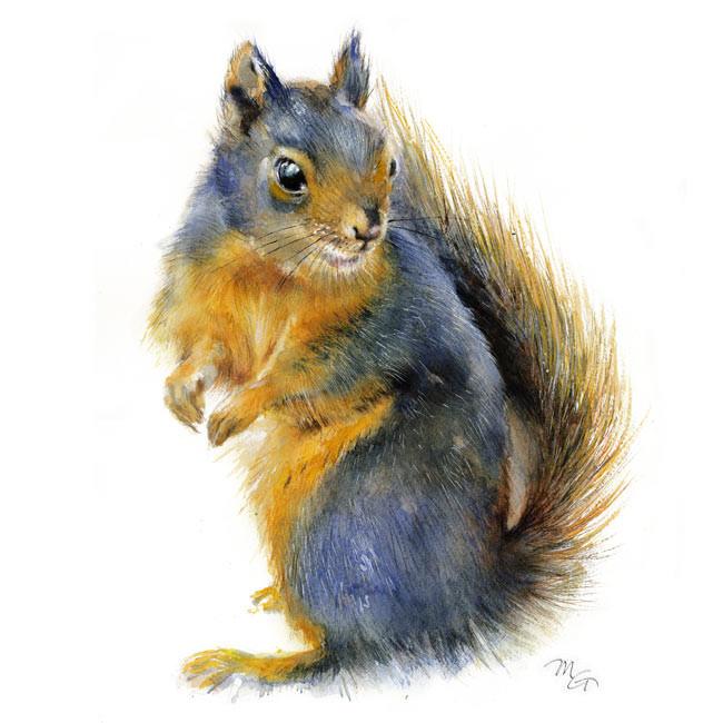 650x650 Douglas Squirrel Watercolor Print Mira Guerquin Watercolors - Watercolor Squirrel