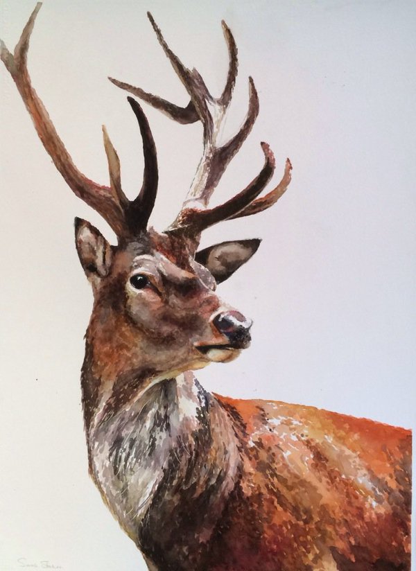 600x824 Sarah Stokes Artist On Twitter New Stag Painting @wwgalleries - Watercolor Stag