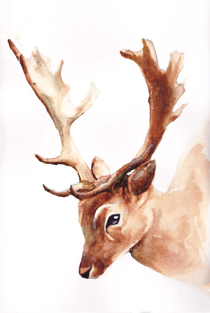 732x1090 Watercolour Stag By Ashlo4 - Watercolor Stag