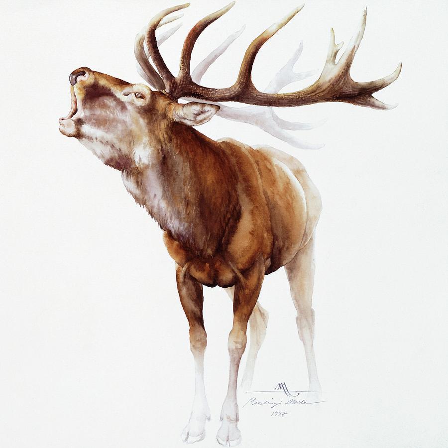 900x900 Belling Stag Watercolor Painting By Attila Meszlenyi - Watercolor Stag