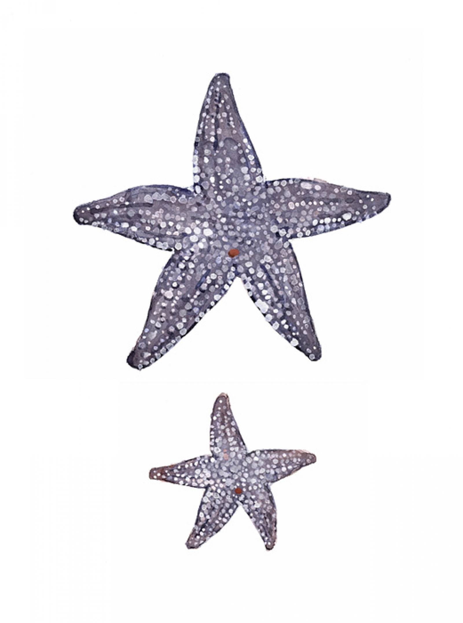 1600x2150 Purple Starfish Watercolor Print David Scheirer Watercolors - Watercolor Starfish