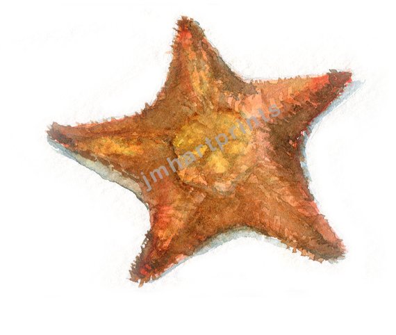 570x482 Watercolor Starfish Starfish Print Starfish Painting Etsy - Watercolor Starfish