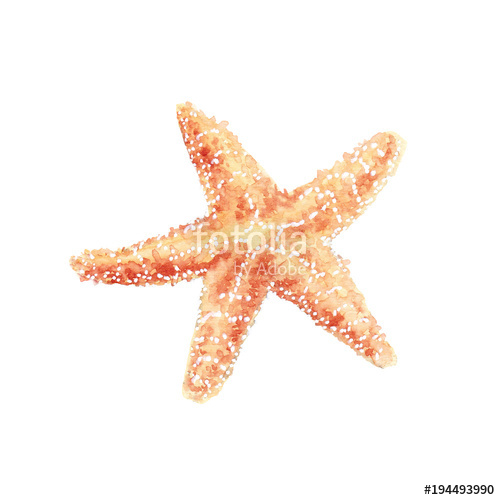500x500 Watercolor Illustration Of Seashells And Starfish With Seaweed - Watercolor Starfish