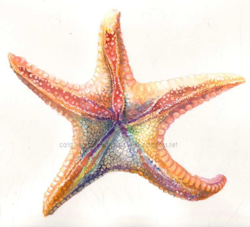 818x742 Starfish Painting Unique Watercolor Starfish Art Tattoo - Watercolor Starfish Tattoo