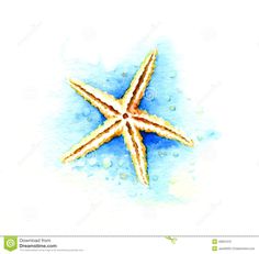 236x231 Watercolor Starfish Tattoo 78376 Trendnet - Watercolor Starfish Tattoo